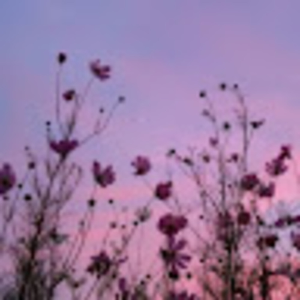 Meet your Posher, Fran